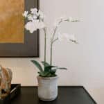 Lifelike 24 Inch 2-Stem White Phalaenopsis Orchid - Elegant Faux Floral Decor