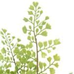 Elegant 16" Faux Snake Plant And Fern Set In Cream Pot - Lifelike Decor For Home Or Office - Image 7