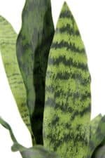 Elegant 16" Faux Snake Plant And Fern Set In Cream Pot - Lifelike Decor For Home Or Office - Image 4