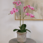 Lifelike 24" Pink Phalaenopsis Orchid - 2-Stem Faux Flower for Elegant Home Decor - Image 2