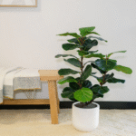 3' Faux Potted Fiddle Leaf Fig Tree - Lifelike Artificial Plant for Modern Home Decor - Image 4
