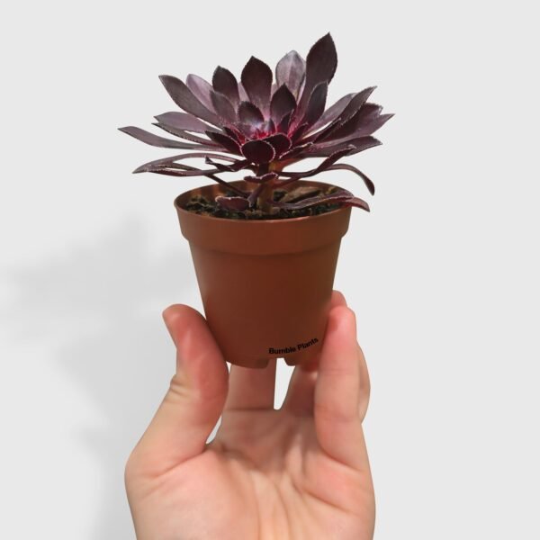 Aeonium Black Rose 'Arboreum Zwartkop'