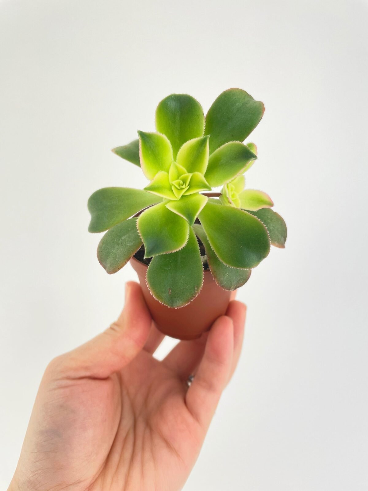 Aeonium 'Kiwi' Succulent - Image 2
