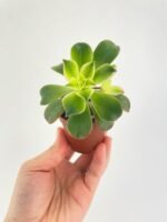 Aeonium 'Kiwi' Succulent - Image 2