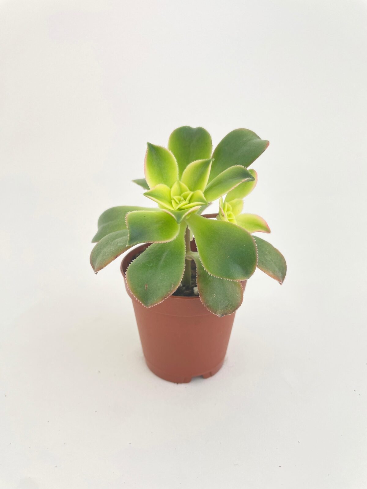 Aeonium 'Kiwi' Succulent - Image 1