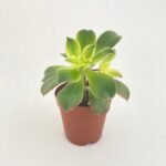 Aeonium 'Kiwi' Succulent