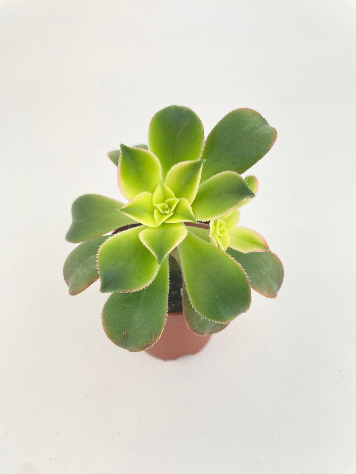 Aeonium 'Kiwi' Succulent - Image 3