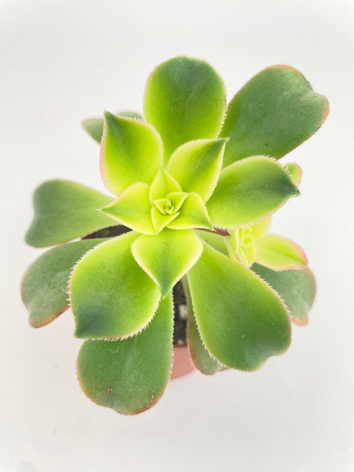 Aeonium 'Kiwi' Succulent - Image 4