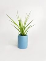 Tillandsia Moonlight Air Plant - Image 2