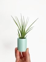 Tillandsia Moonlight Air Plant - Image 3