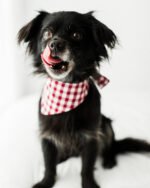 GINGHAM BANDANA - Image 11