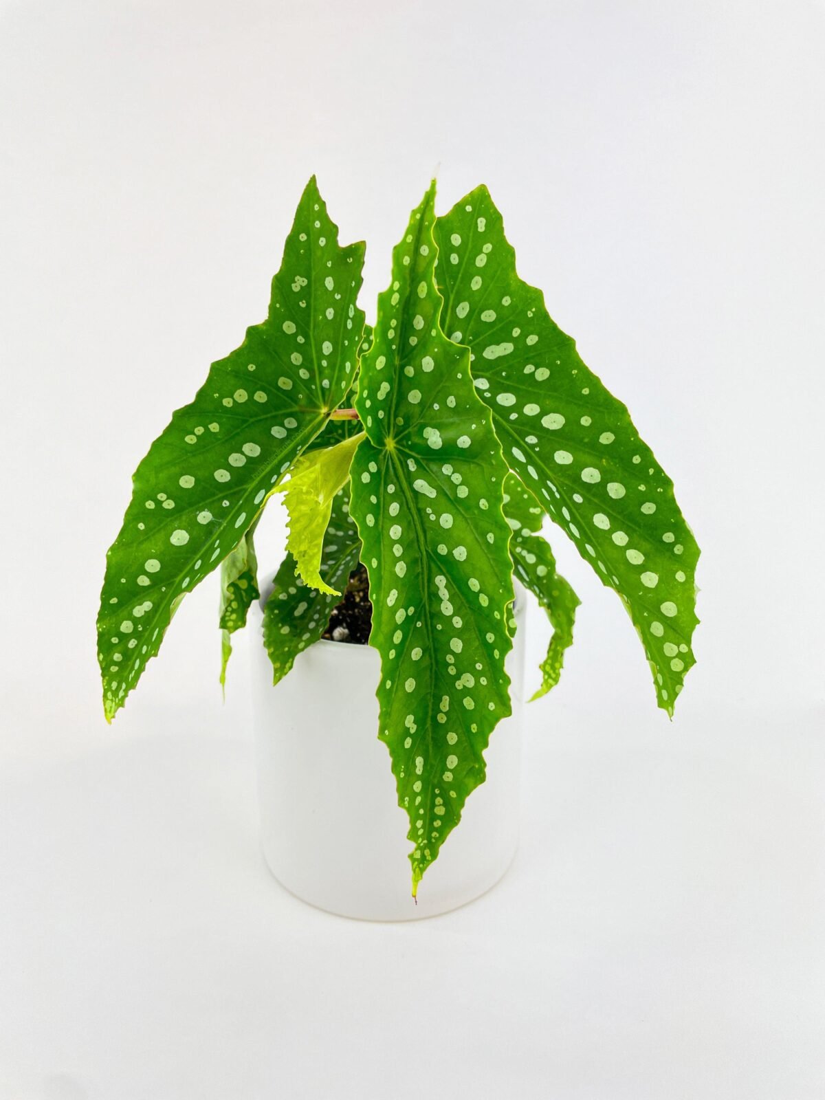 Begonia Polka Dot Angel Wings - Image 1