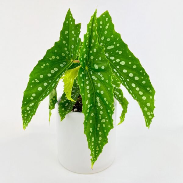 Begonia Polka Dot Angel Wings