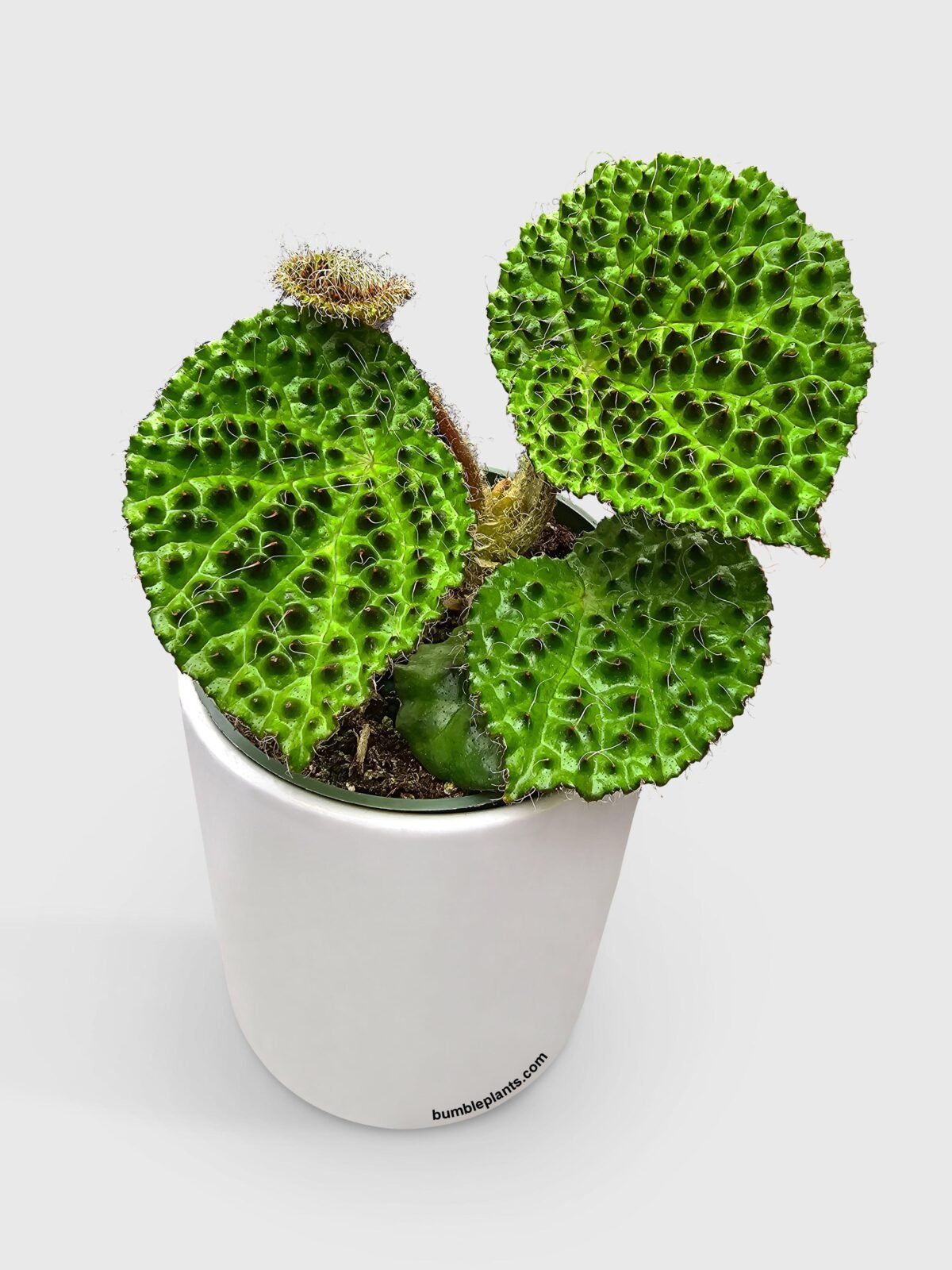 Begonia Melanobullata - Image 1