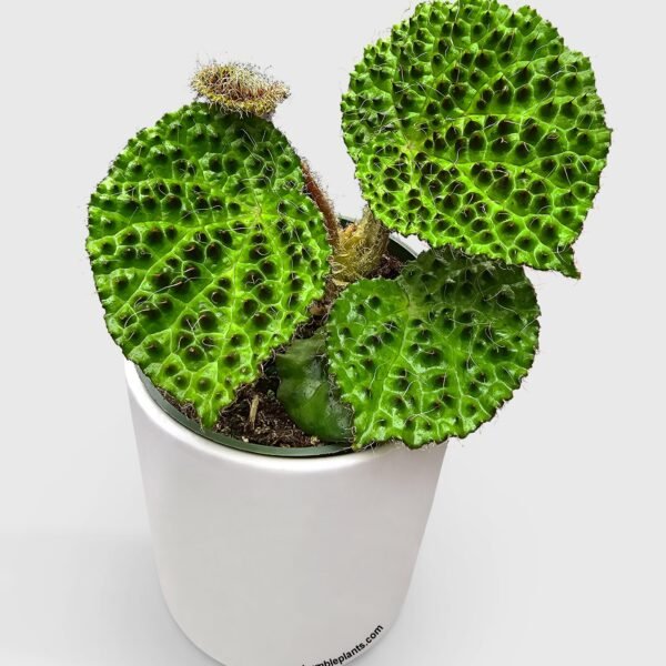 Begonia Melanobullata
