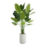 8' Bird of Paradise Tree in Modern Gray Planter - Image 10