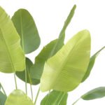 8' Bird of Paradise Tree in Modern Gray Planter - Image 6
