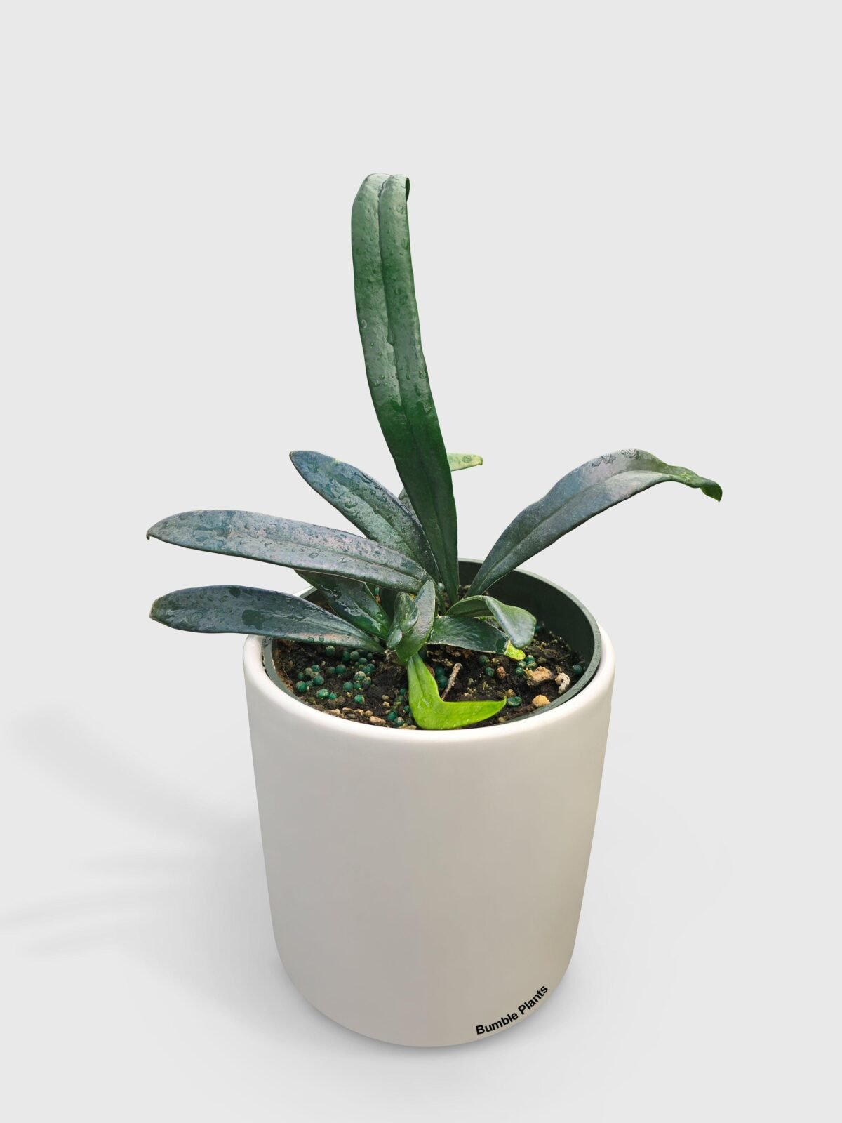 Blue Oil Fern 'Microsorum Thailandicum' - Image 1