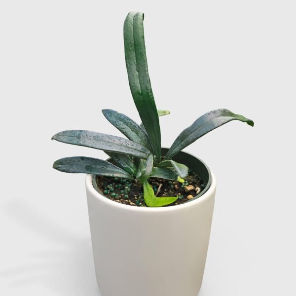 Blue Oil Fern 'Microsorum Thailandicum'