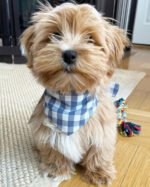 GINGHAM BANDANA - Image 7