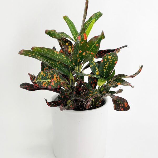 Codiaeum Variegatum 'Red Spot' Croton