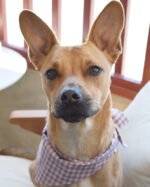 GINGHAM BANDANA - Image 5