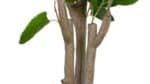 4' Lifelike Faux Potted Eucalyptus Tree in Chic Pot for Elegant Home Decor - Image 5