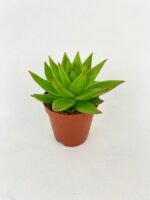 Echeveria Agavoides Succulent - Image 4