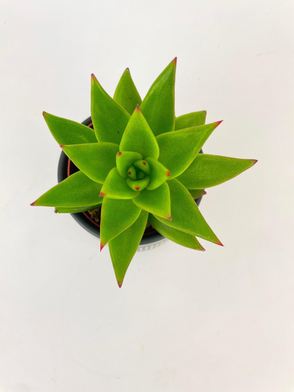 Echeveria Agavoides Succulent - Image 2