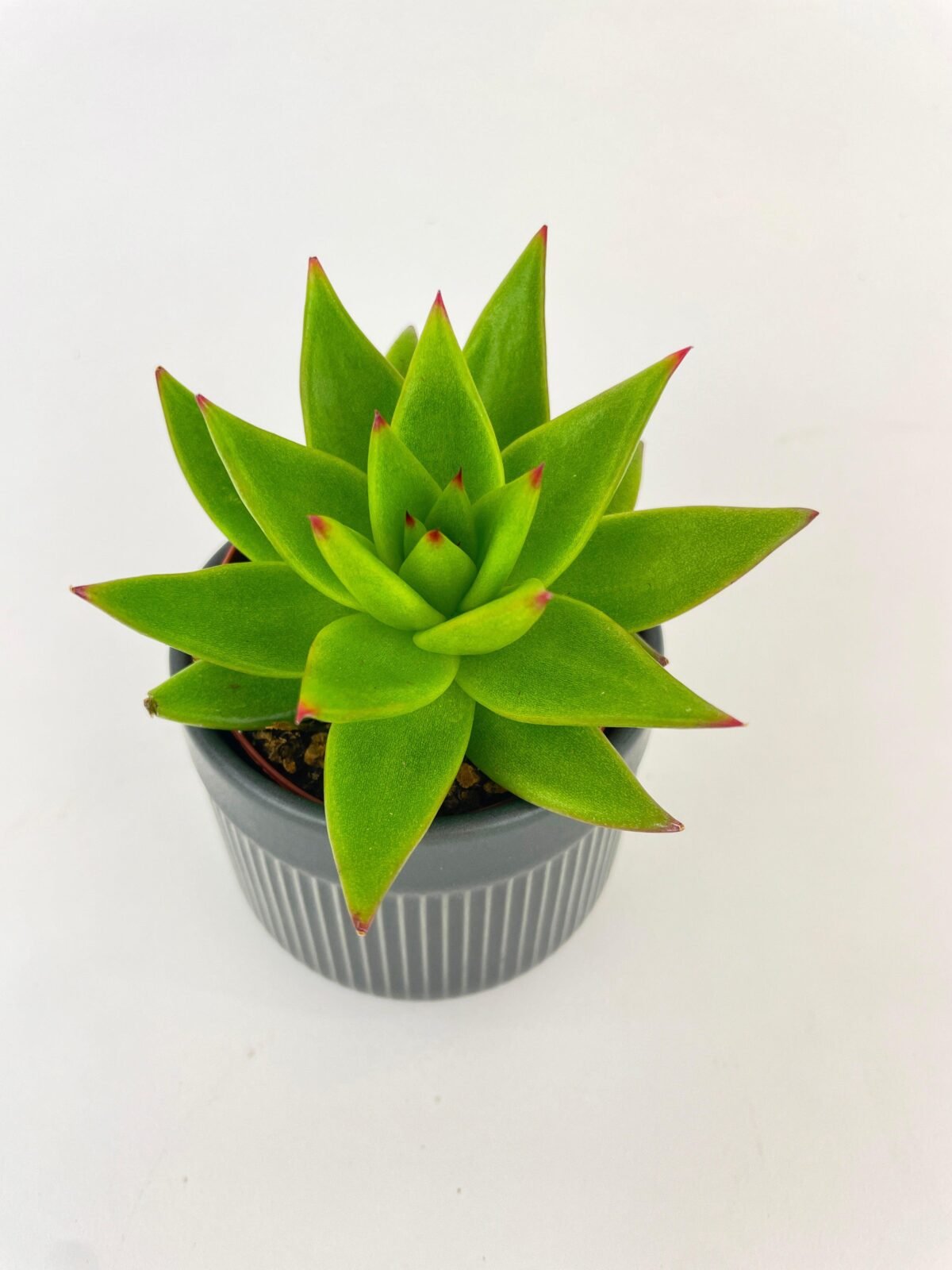 Echeveria Agavoides Succulent - Image 3