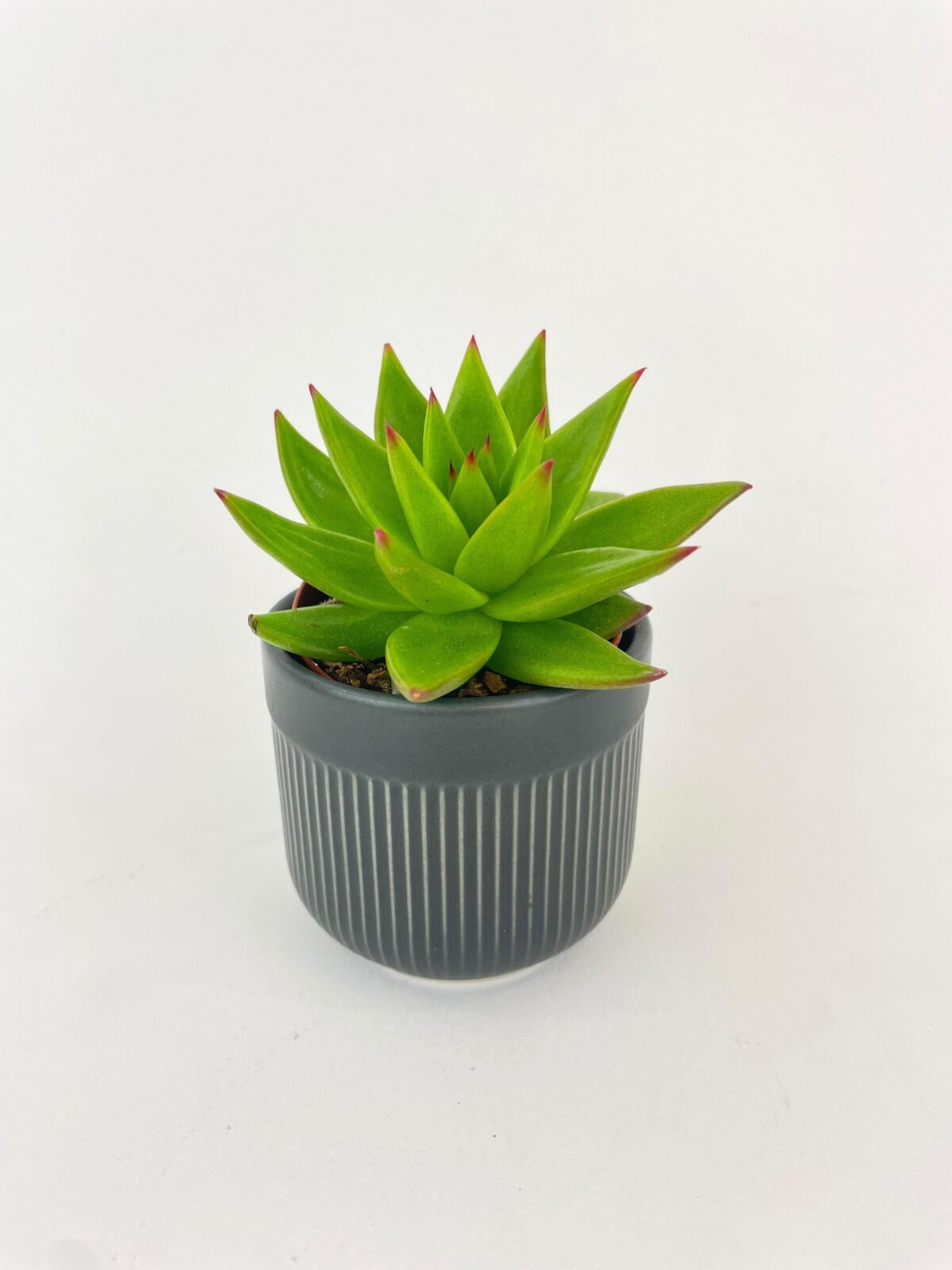 Echeveria Agavoides Succulent - Image 5