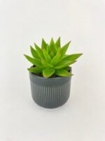 Echeveria Agavoides Succulent - Image 5