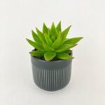 Echeveria Agavoides Succulent