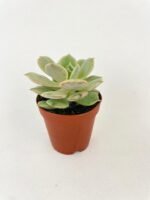 Echeveria Lola Succulent - Image 4