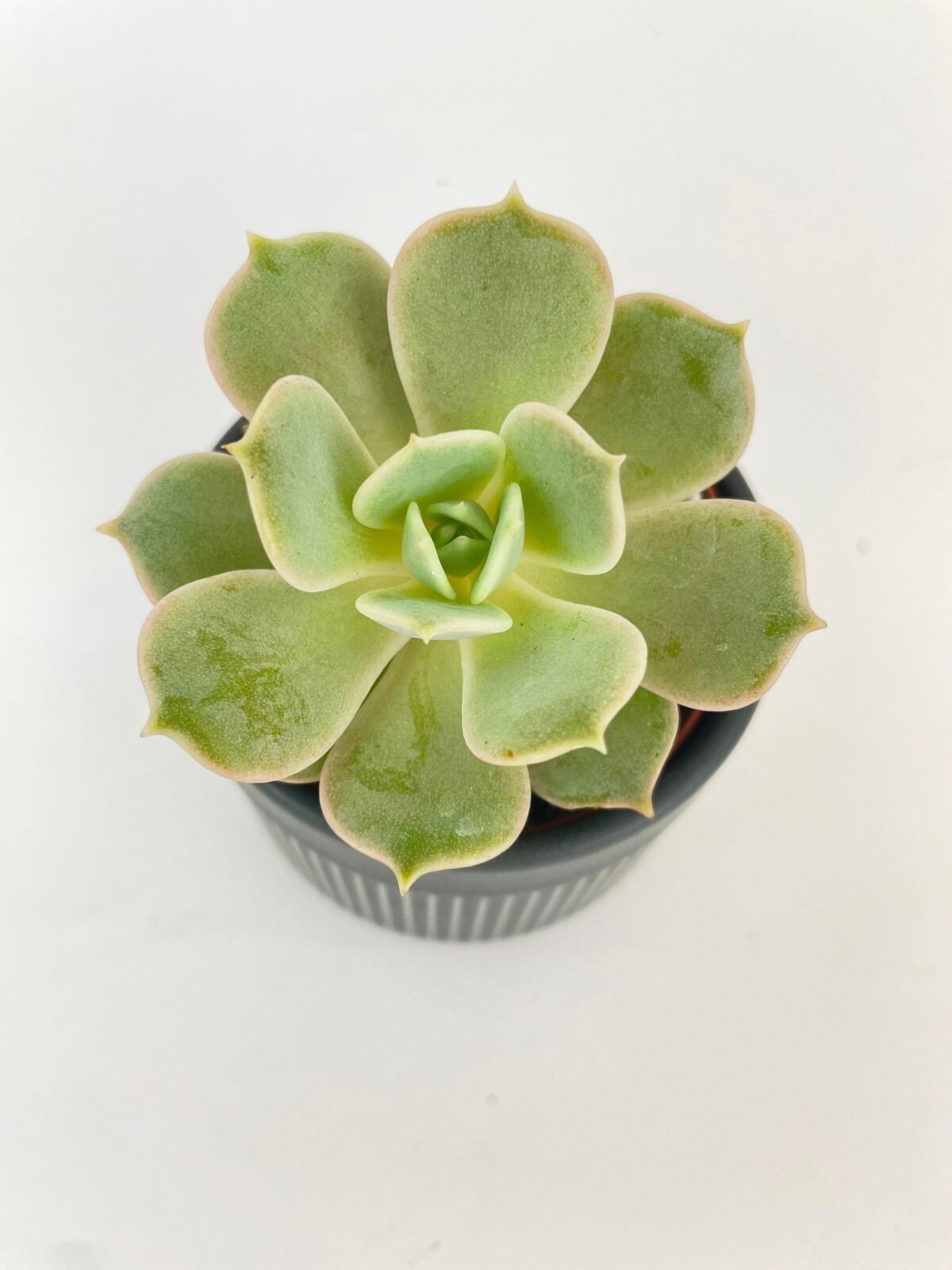 Echeveria Lola Succulent - Image 2