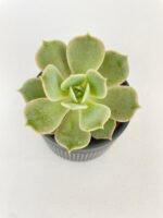Echeveria Lola Succulent - Image 2