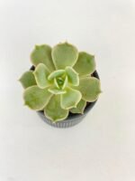 Echeveria Lola Succulent - Image 3