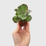 Echeveria Zorro Succulent