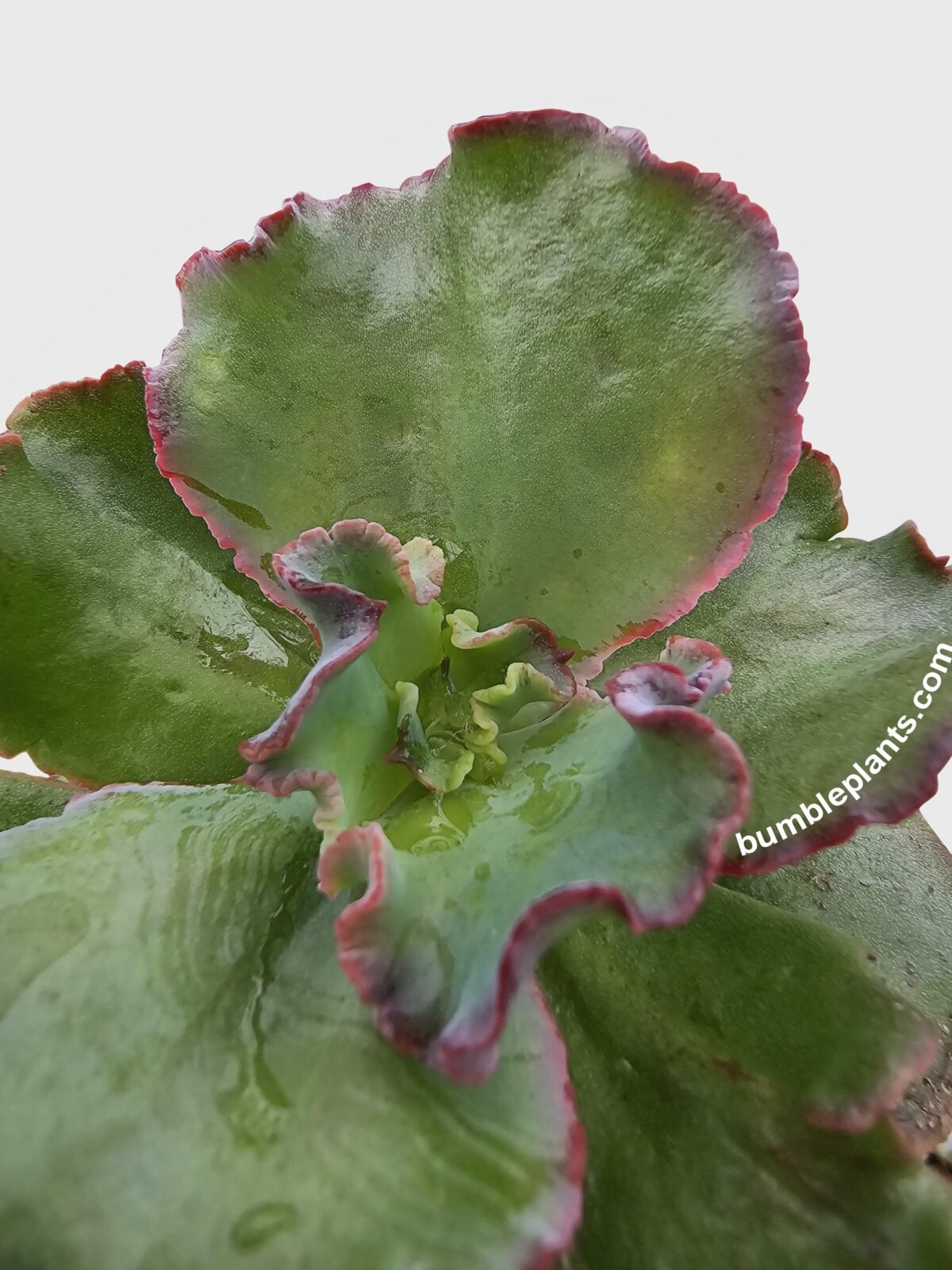 Echeveria Zorro Succulent - Image 2
