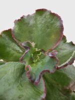 Echeveria Zorro Succulent - Image 2