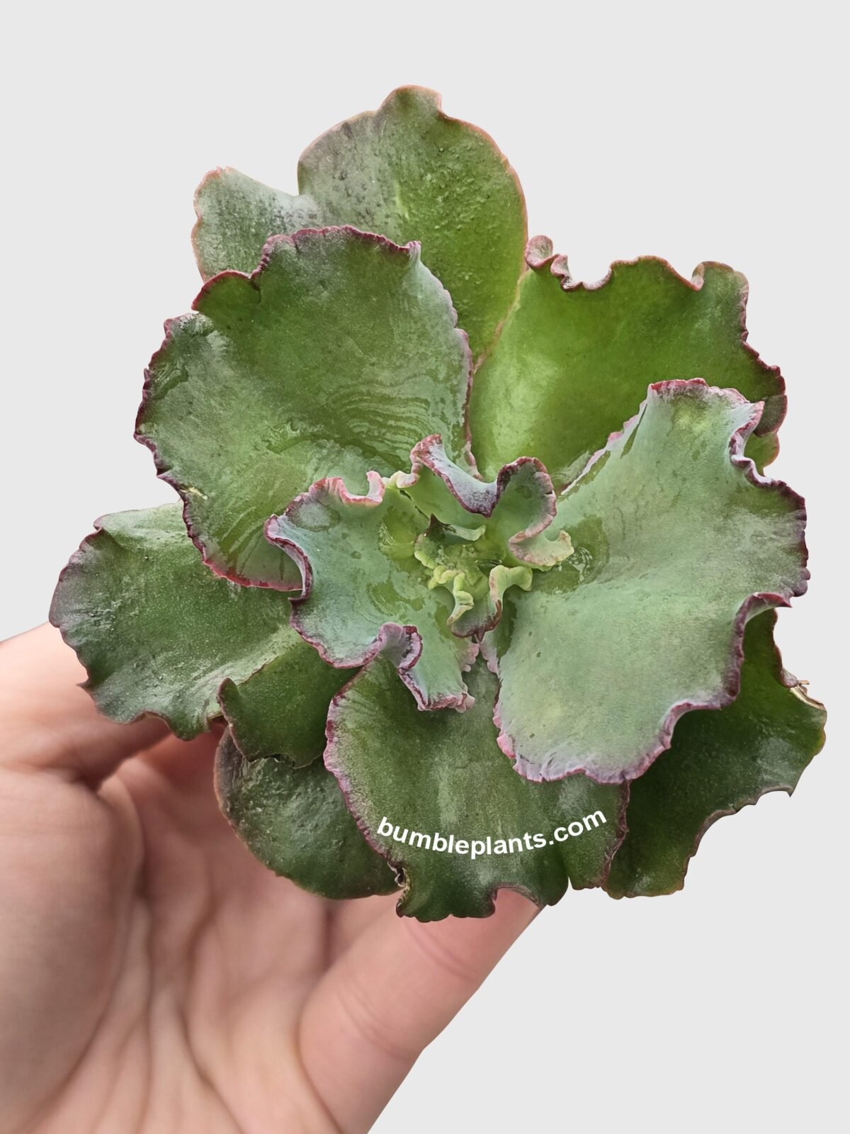 Echeveria Zorro Succulent - Image 3