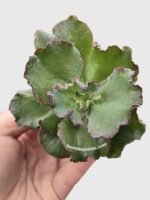 Echeveria Zorro Succulent - Image 3