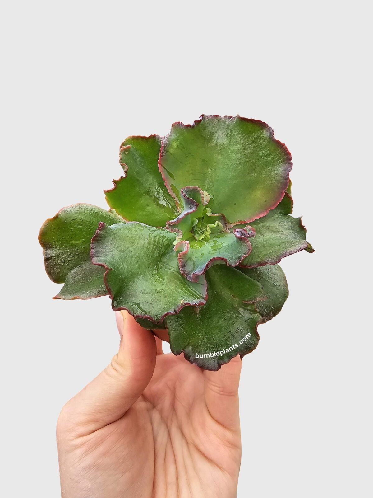 Echeveria Zorro Succulent - Image 4