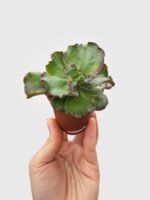 Echeveria Zorro Succulent - Image 5