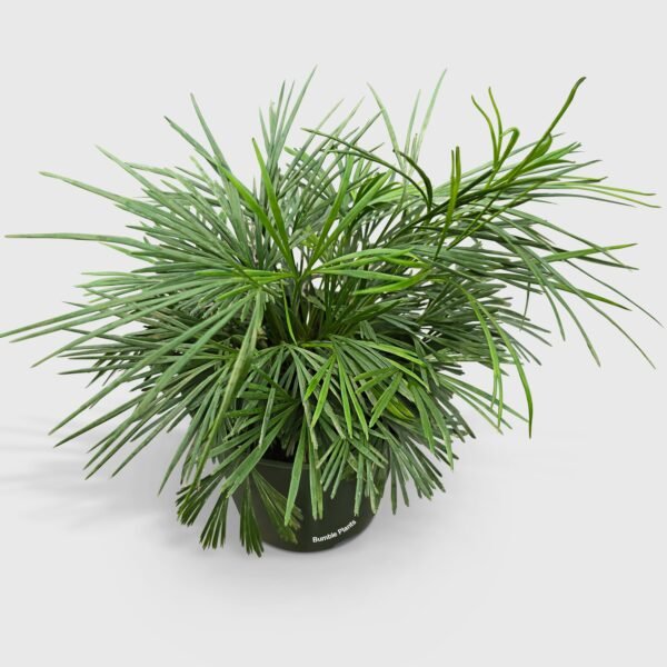 Eyelash Fern 'Actiniopteris Australis'