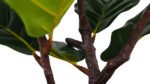 3' Faux Potted Fiddle Leaf Fig Tree - Lifelike Artificial Plant for Modern Home Decor - Image 6