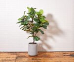 Artificial Fiddle Leaf Fig Tree with Artisan Planter - Image 10