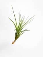 Tillandsia Moonlight Air Plant - Image 4