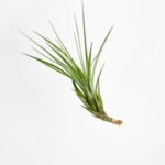 Tillandsia Moonlight Air Plant