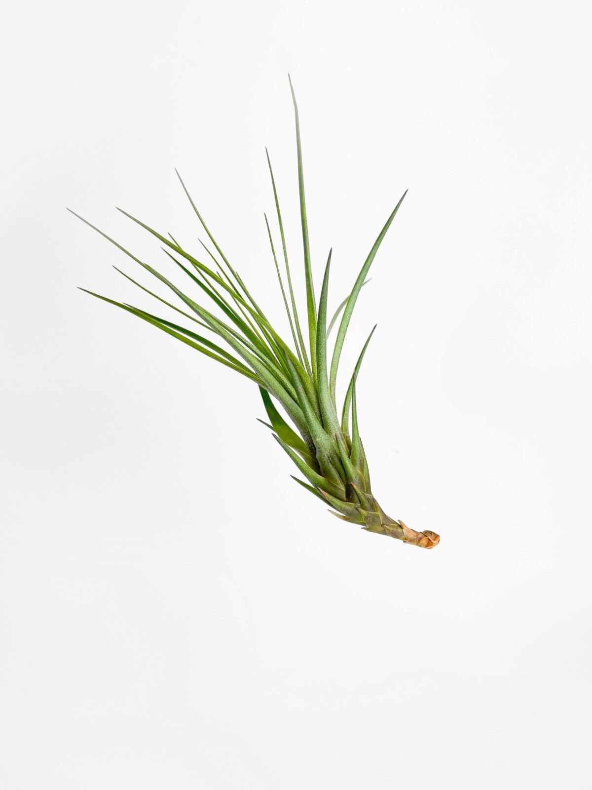Tillandsia Moonlight Air Plant - Image 1